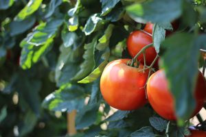 tomato veg garden pyo