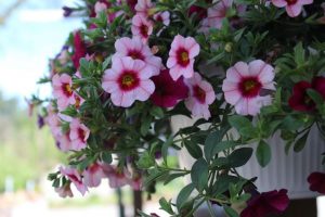 hanging basket annuals plants garden center