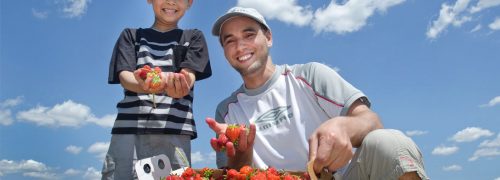 strawberries pyo fruit