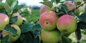 apples pyo fruit