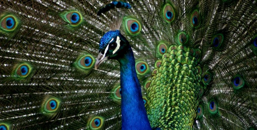 peacock animals