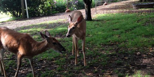 White Tailed Deer