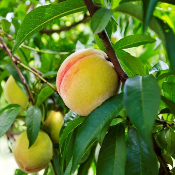 yellow fuzzy peach pyo