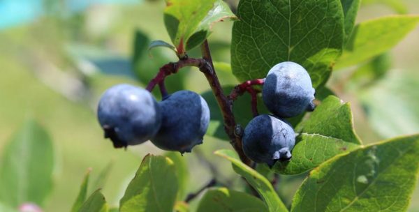 header-blueberry-fest1 pyo