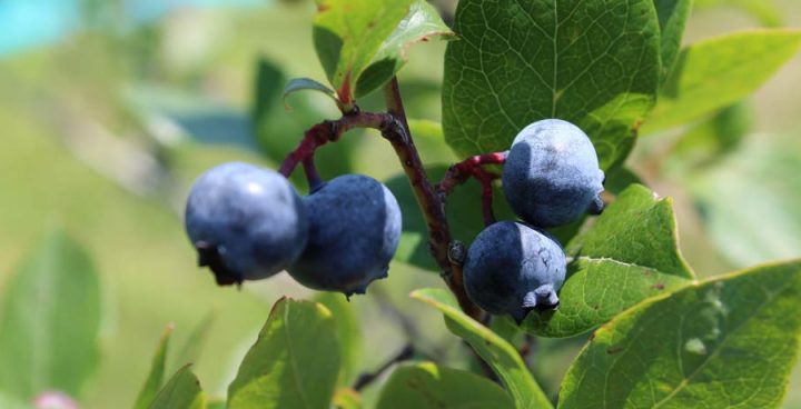 Blueberry Festival Linvilla Orchards
