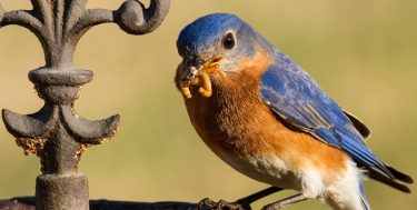 birds