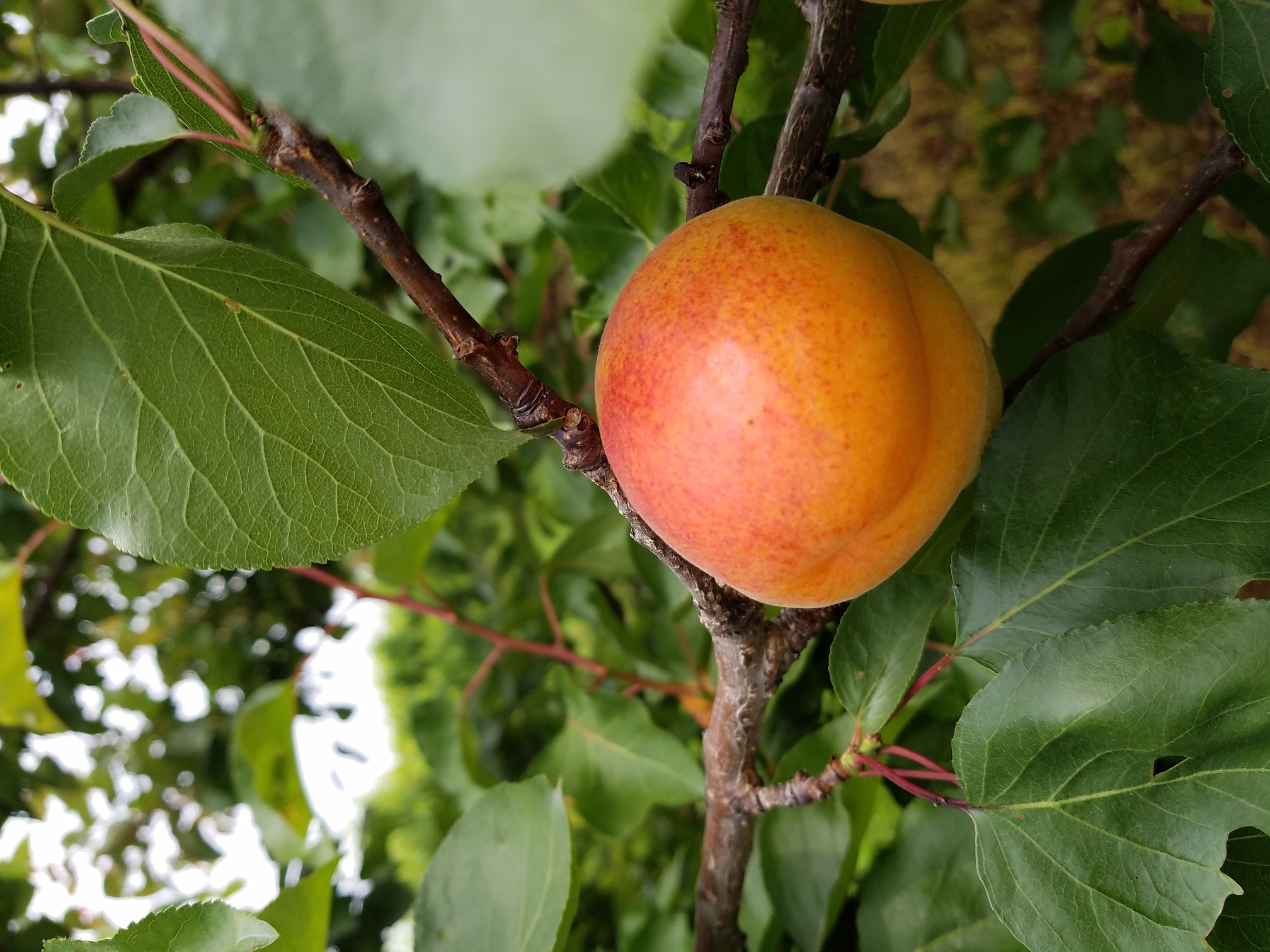 Apricots Apricots