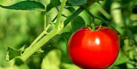 tomatoe pyo food fruit