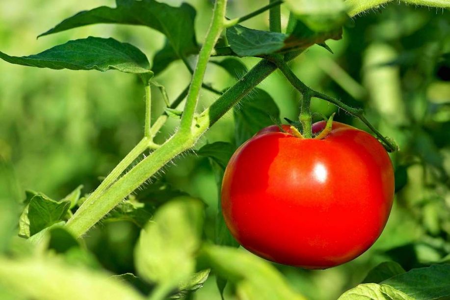 tomatoe pyo food fruit