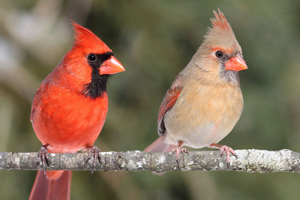 bird, cardinal