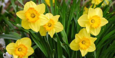 easter, daffodils