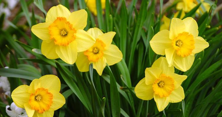easter, daffodils