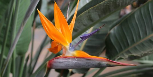 flower tropicals garden plant