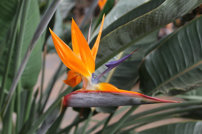 flower tropicals garden plant