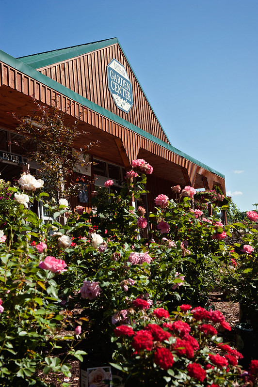 flower plant garden