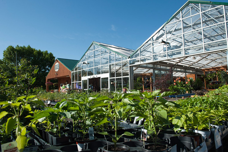 plants