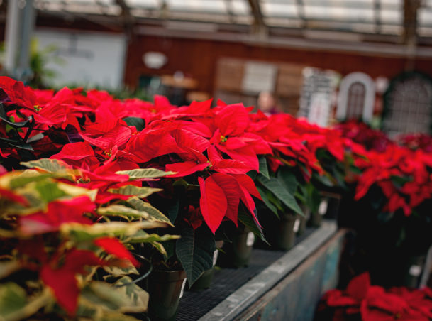 Christmas Plants