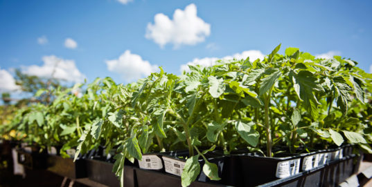 Vegetables, Fruiting Vines & Herbs