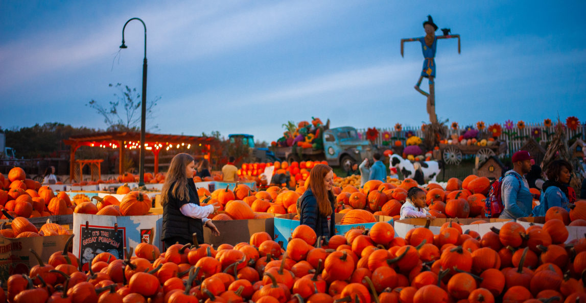 Pumpkinland