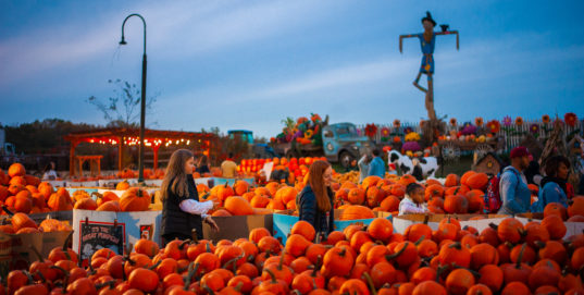 Pumpkinland