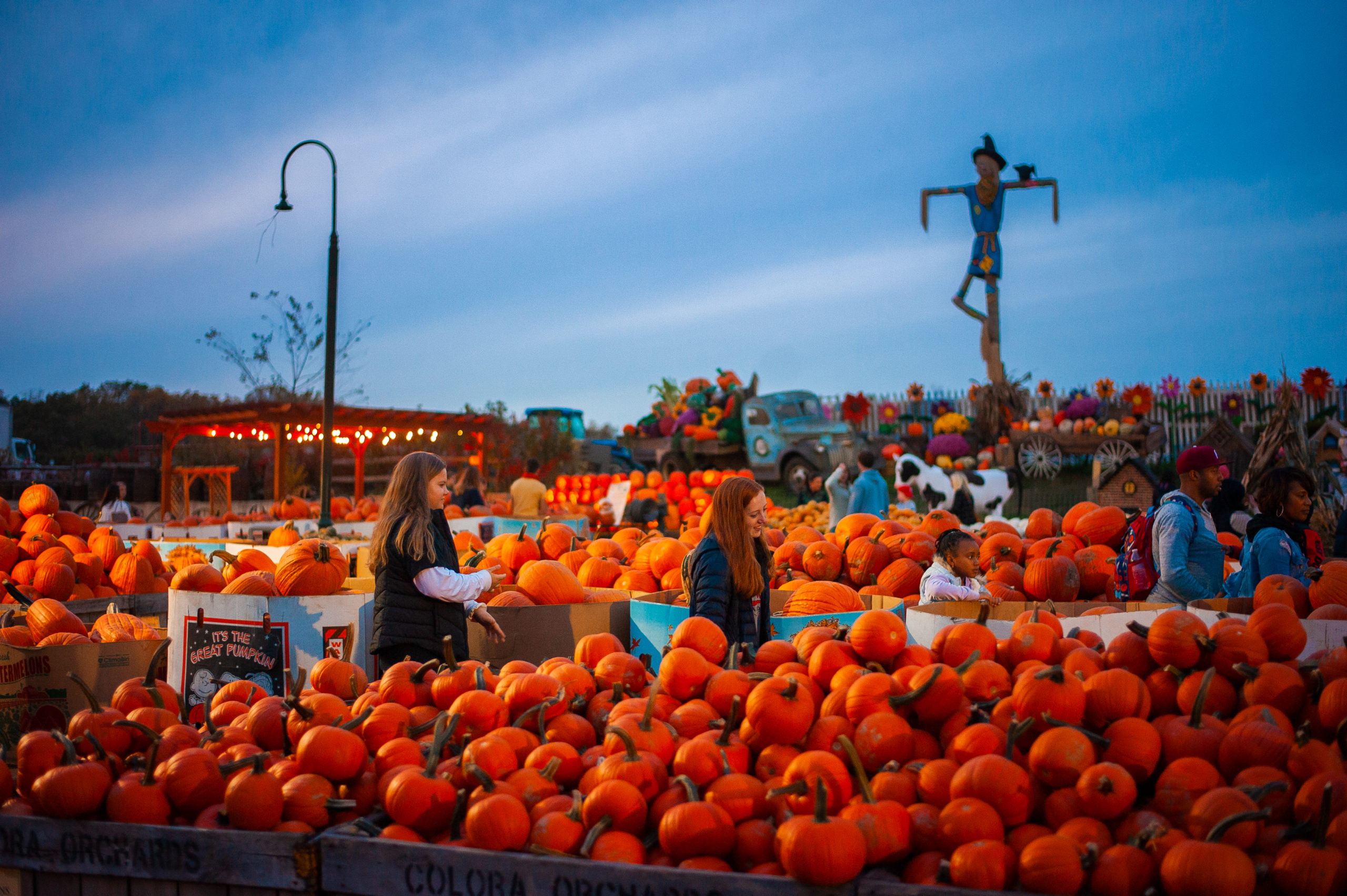 Bulk Pumpkin Orders Linvilla Orchards