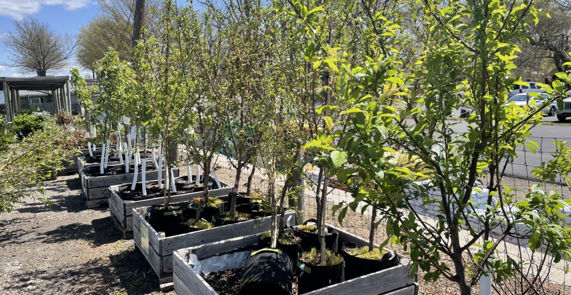Earth Day - Arbor Day Tree Sale!
