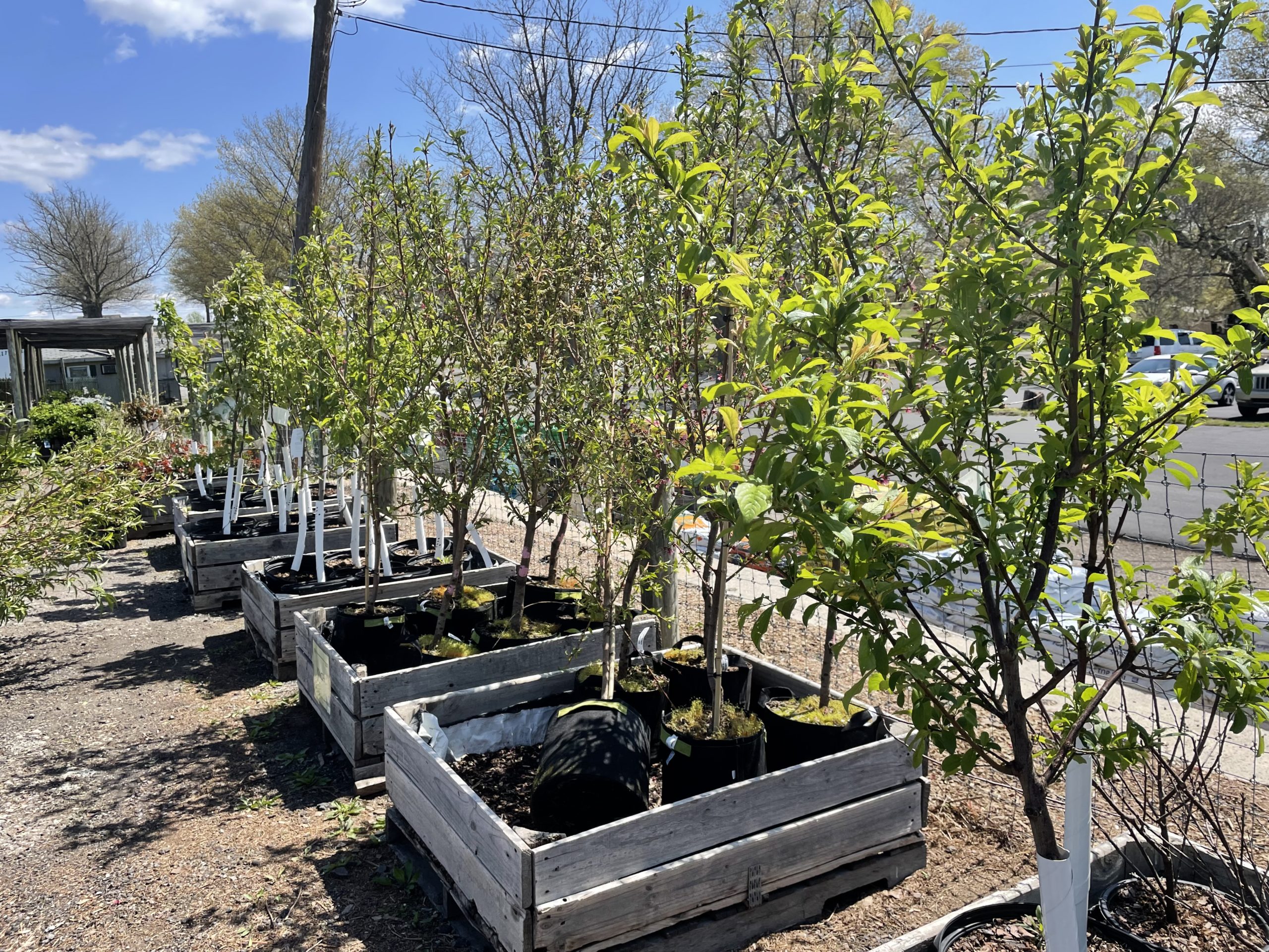 Arbor Day Tree Sale! Linvilla Orchards