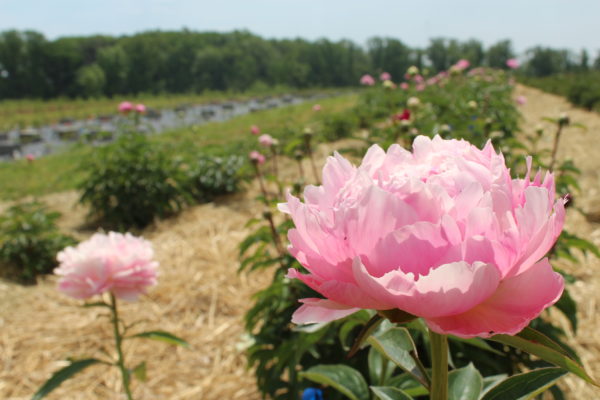 garden Peonies  pyo  52087314370_575998bbe1_o