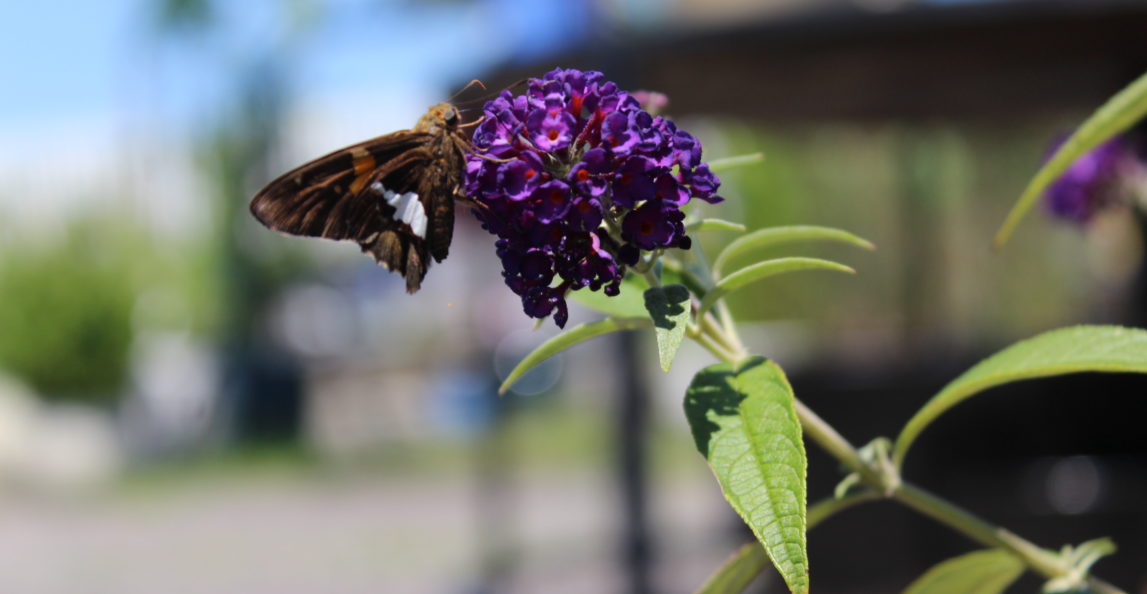 Garden Center Spring Highlights