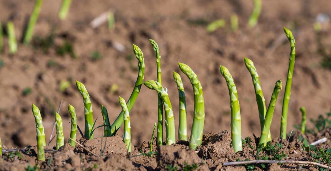 Pick-Your-Own Asparagus
