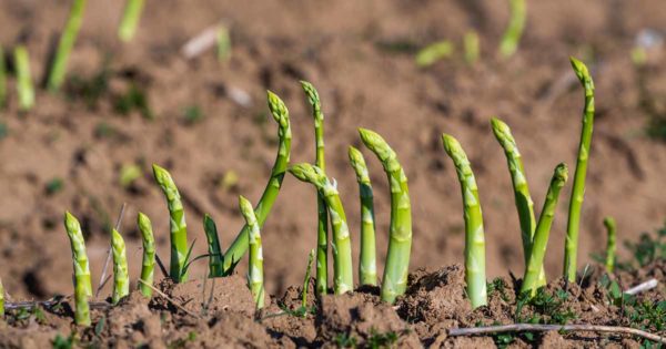 asparagus