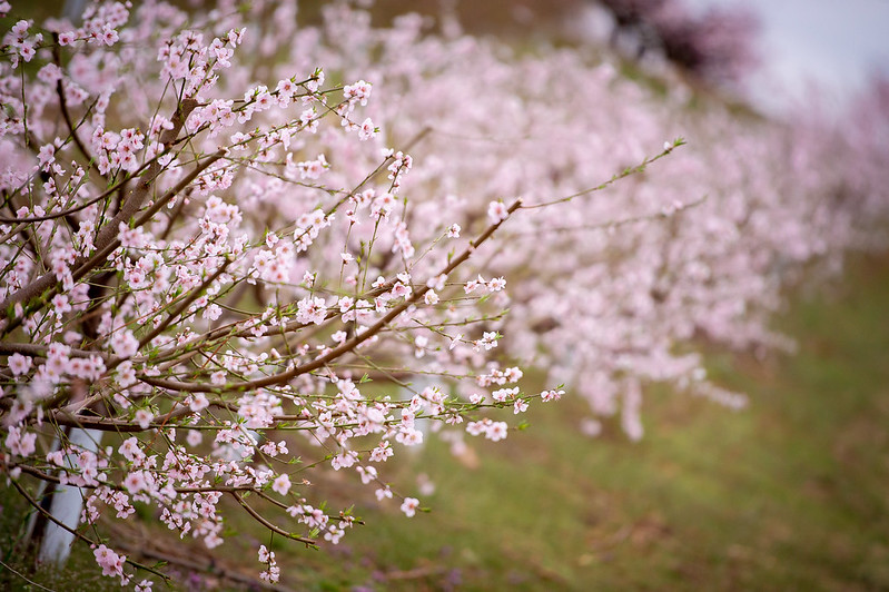 Fruit Trees in Stock!