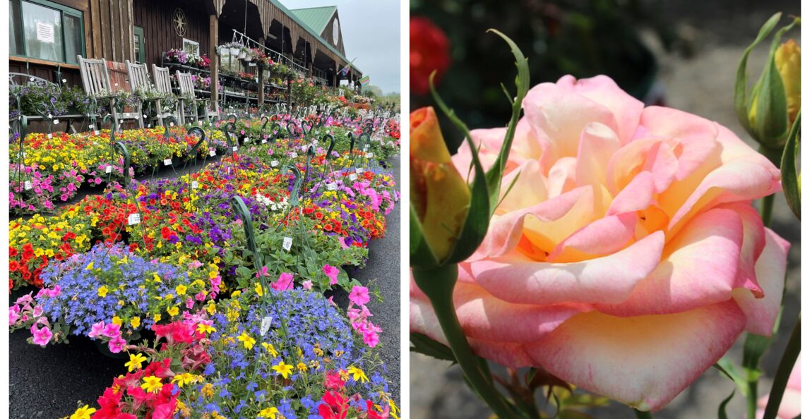 $5 OFF Annual Hanging Baskets & Rose Bushes