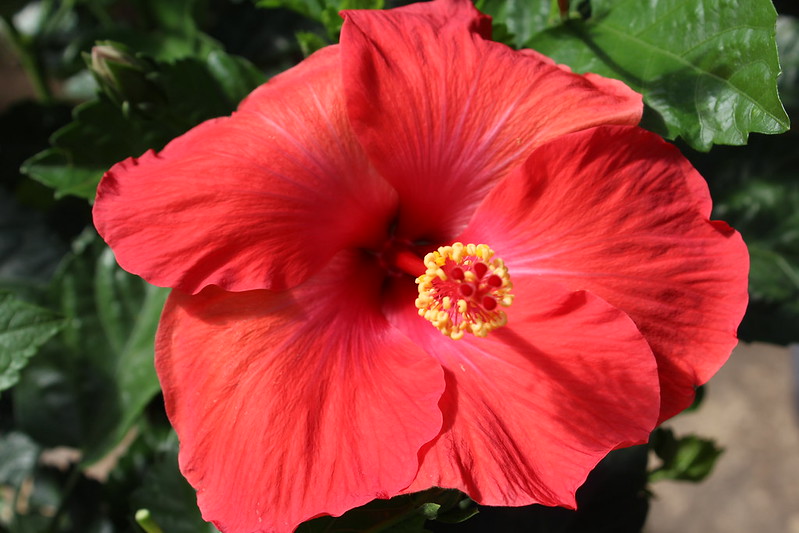 Hibiscus & Mandevilla Sale!